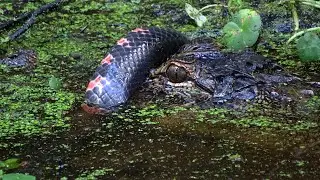 A South Carolina Lowcountry Swamp Scene