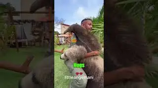 antoater Rescue ❤️ | Heartwarming #Shorts
