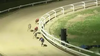 Central Park Greyhounds (Franco Jessica Maiden Final) 14/01/24