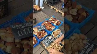 🍄 Сезон ГРИБОВ в разгаре. ДЕШЕВЛЕ БЫВАЕТ? Собирали во ВЛАДИМИРСКОЙ области.