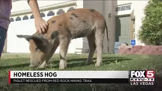 Pet pig found abandoned in Red Rock Canyon