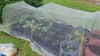 Garden Netting Kit, 10x20Ft | Raised Garden Bed Cover for Bugs | Potato Netting | Amazon Review
