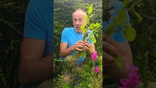 Sow Thistle (sonchus) #foraging #herbs #gardening #permaculture #nativeplants #ideas #motivation