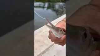 Needle Nose Catch-And-Cook