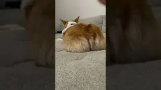 Fluffy Corgi Butt | Funny Sound Effect