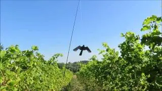 Système effarouchement des oiseaux Coopérative Vin de Liège emael