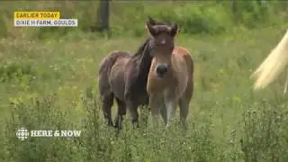Trying to save Newfoundland ponies