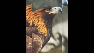 best eagle video rare 🥰😘🥰#youtubeshorts #youtube #ytshorts