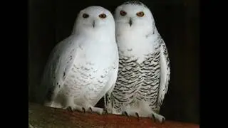The Best Top 10 Amazing Arctic Birds