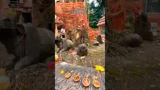Silapathar malini than #ytshorts #trending #trendingsong #trendingreels #malinithan #silapathar
