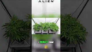 Aeroponic Grow - Week 1 Flower - Maximizing Yield with King Solomon Nutrients