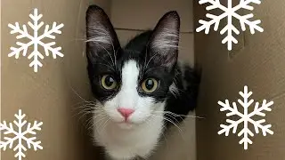 Kittens First Christmas