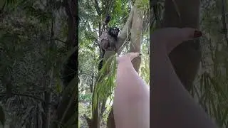 Monitos comiendo de nuestra mano❤🐒