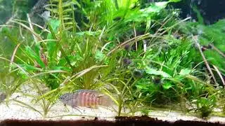 Dario sp. Myanmar