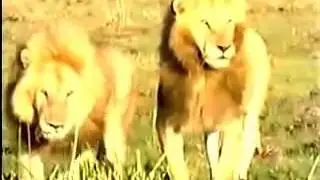 Male Lion Kills Hyena Leader   Hyenas War