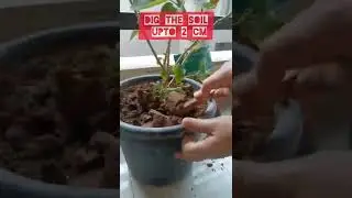 How to use vermicompost for potted plants@love fr gardening [Mom Tuber]