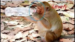 MG- My Idol Sweet Pea So Funny & Lovely | Top Funny Sweet Pea