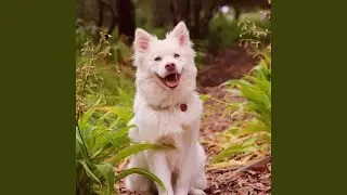 Puppy Whining (Sound Effect)