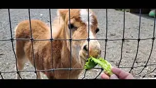 Feeding the cute baby horse at Lester's Farm 🥬🐎