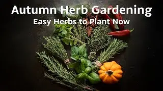 Autumn Herb Gardening: Easy Herbs to Plant Now for a Thriving Kitchen Garden