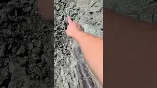 Fossil Friday in the Field!