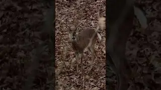 Calling in a buck! #feathersandfins #hunting #bowhunting #deerhunting #grunt #buckgrunt