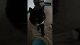 Алфи находит меня, чтобы поздороваться.
