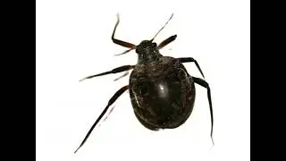 What Every Animal In The World Looks Like - Part 21