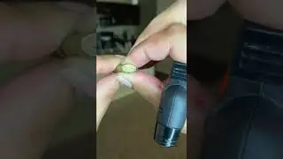 Gilly - King palm smoking