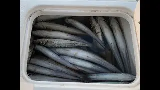Happy Fisherman   EP17  Catching King George Witing St Leonards