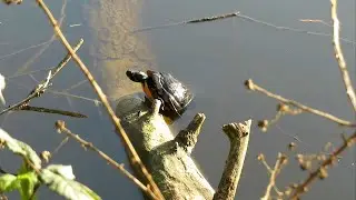 Gefladder - Waterschildpad duikt op