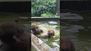 Funny monkey swimming time...#BangladeshiAnimals #Monkeyswimming #Monkeyplay