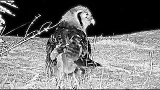 Verreaux's Eagle Owl had breakfast and returned to Marula Tree 9/24/25