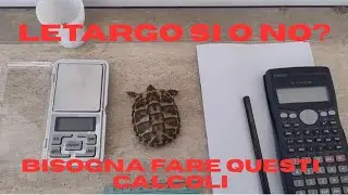 VALUTO IN DIRETTA SE QUESTA TESTUGGINE PU&Ograve; FARE IL LETARGO, TRAMITE IL RAPPORTO DI JACKSON 🥰