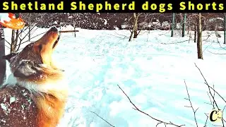 Shetland Shepherd dogs compilation, Cute sheltie,  Adoroble dogs compilation #9 #Shorts 2022
