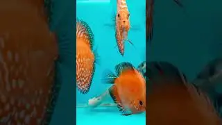 Discus Fish  mix discus | #discustank #discusfish #tropicalfish #exoticfishes