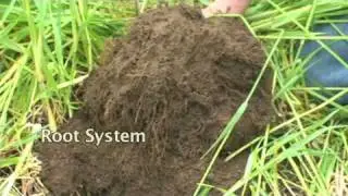Rye Cover Crops