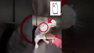 gato defensor