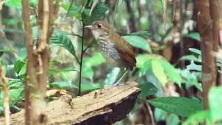 Juvenile Mangrove Pitta Calls