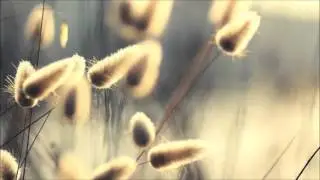 Relaxing & Peaceful Composition - Mind Illumination