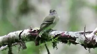 Dusky Flycatcher - (Empidonax oberholseri) - Sitting on a Branch Making a few Calls