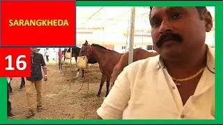 रोहित सिंह पाटिल के घोड़े घोडा बाज़ार सारंगखेडा Indian Horse Market Sarangkheda Fair Horse Video घोड़ा