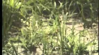 Trinity River Revival.wmv