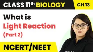 What is Light Reaction (Part 2) | Photosynthesis in Higher Plants | Class 11 Biology