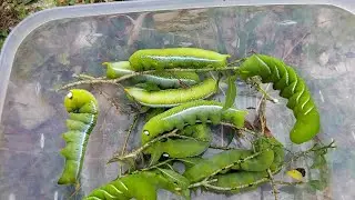 😮💥Hunt beautiful green caterpillar, that are very amazing