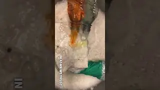 Teaser: Orange Fab & Ajax Citrus #asmr #cleantok #spongesqueezing #oddlysatisfying