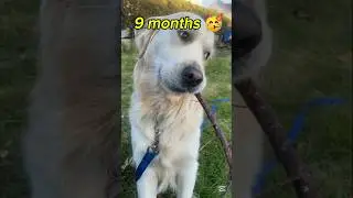 9 month golden retriever 😘💕 #shorts #dog #goldenretreiver