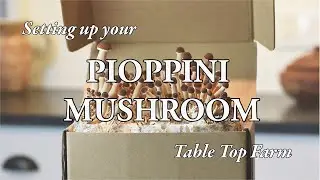 Pioppini Mushroom Table Top Farm Set Up