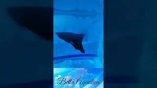 Rosetail Halfmoon Betta (crossbred line) - male observation time