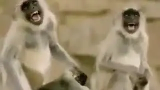 Monkey smiles..#fun